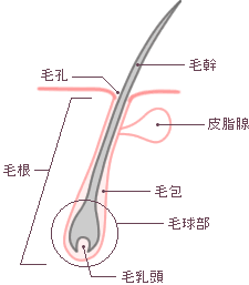 永久脱毛の仕組みイラスト